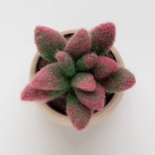 Sunrise Succulent Felting Kit (Level 1 Kit)